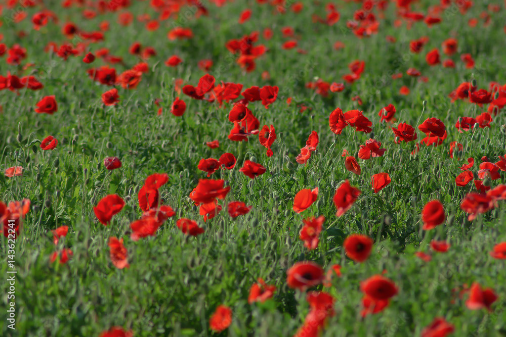 field of red poppies in spring time at Texas for background, filtered tones