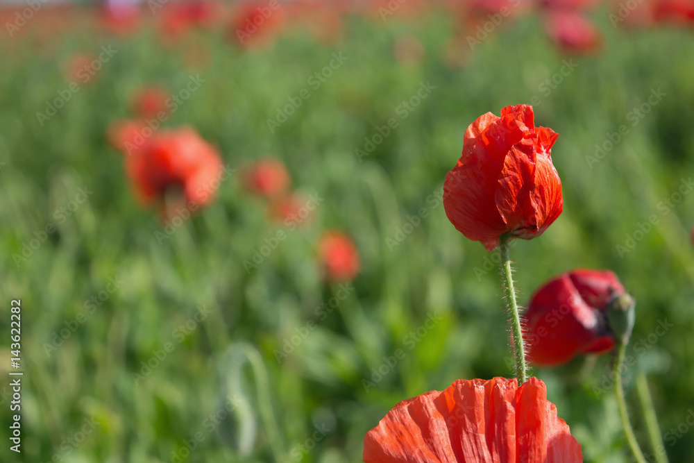 close up red poppy blooming at spring time for background, filtered tones close up red poppy blooming at spring time for background, filtered tones
