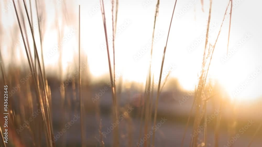 Defocused traffic through pampus grass on sunny evening near highway Defocused traffic through pampus grass on sunny evening near highway