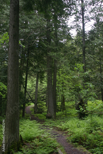 A path through the woods