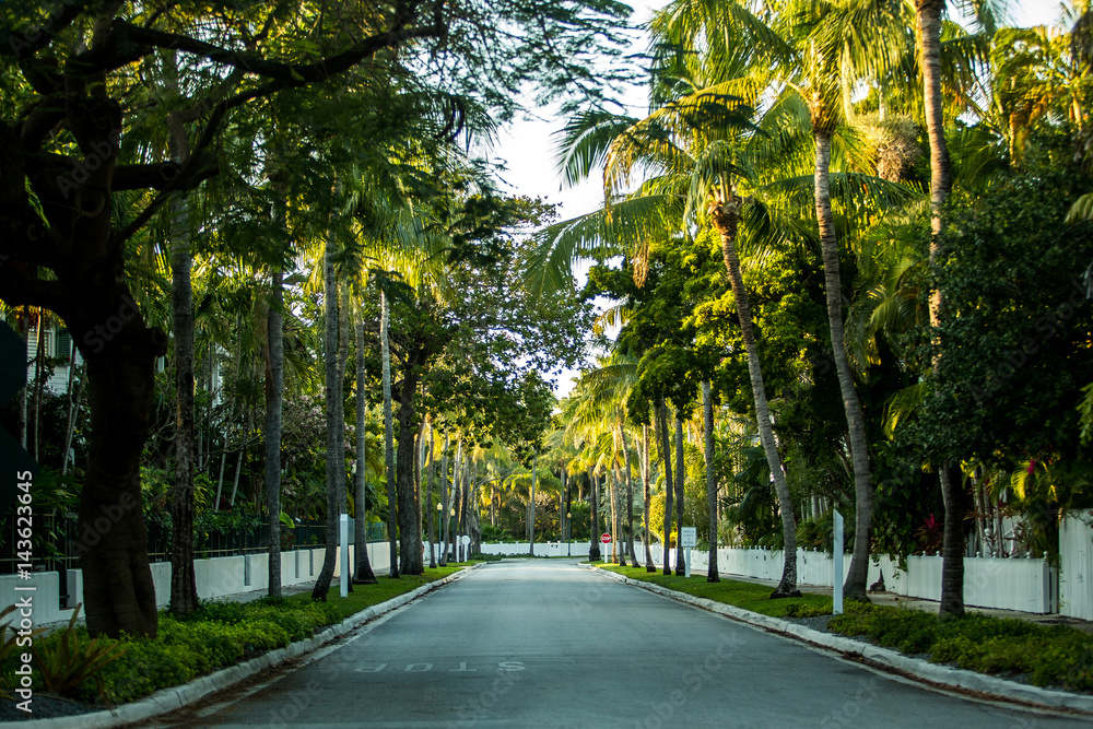 Palm Tree Lined Street