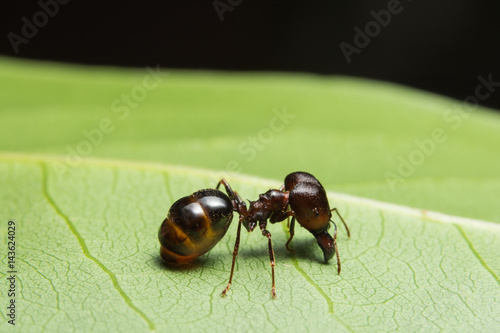 Close-up photo of ants Pheidole jeton driversus on a branch photo