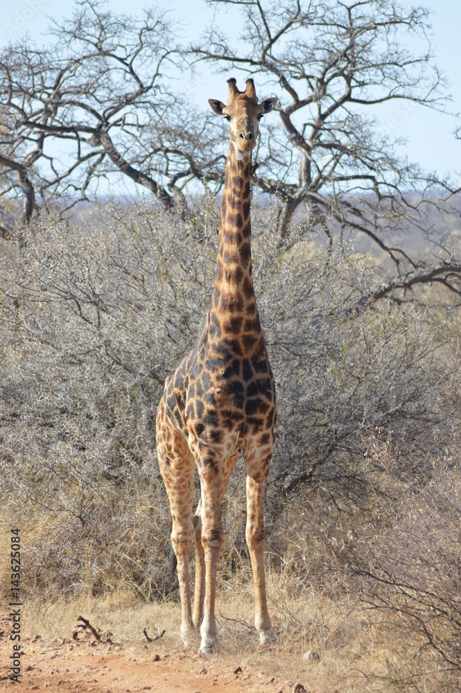 Obraz premium A Giaffe at Kruger Park South Africa