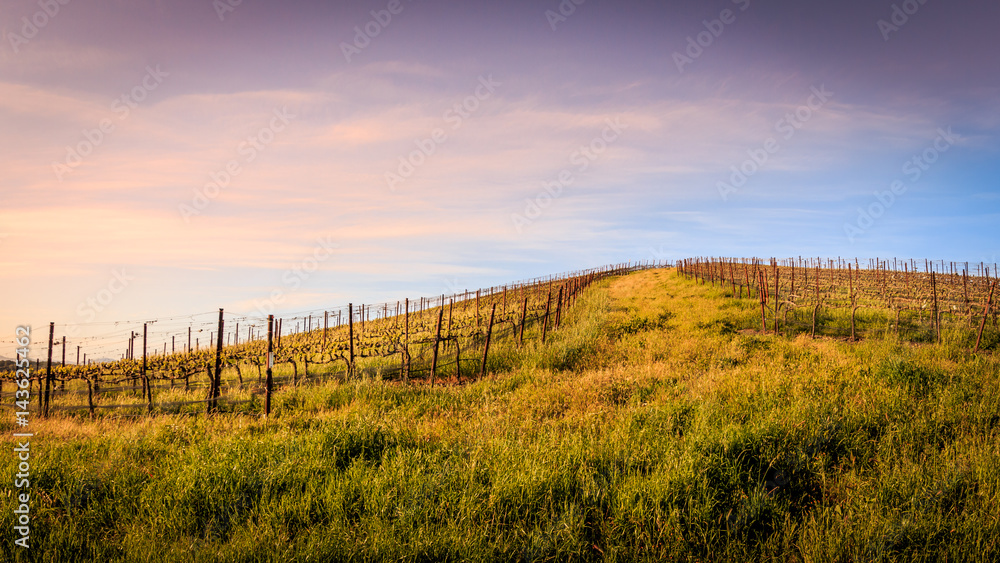 Sonoma Valley Vineyard at Sunset