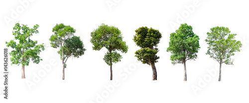 Isolated trees on white background , The collection of trees. © Ken