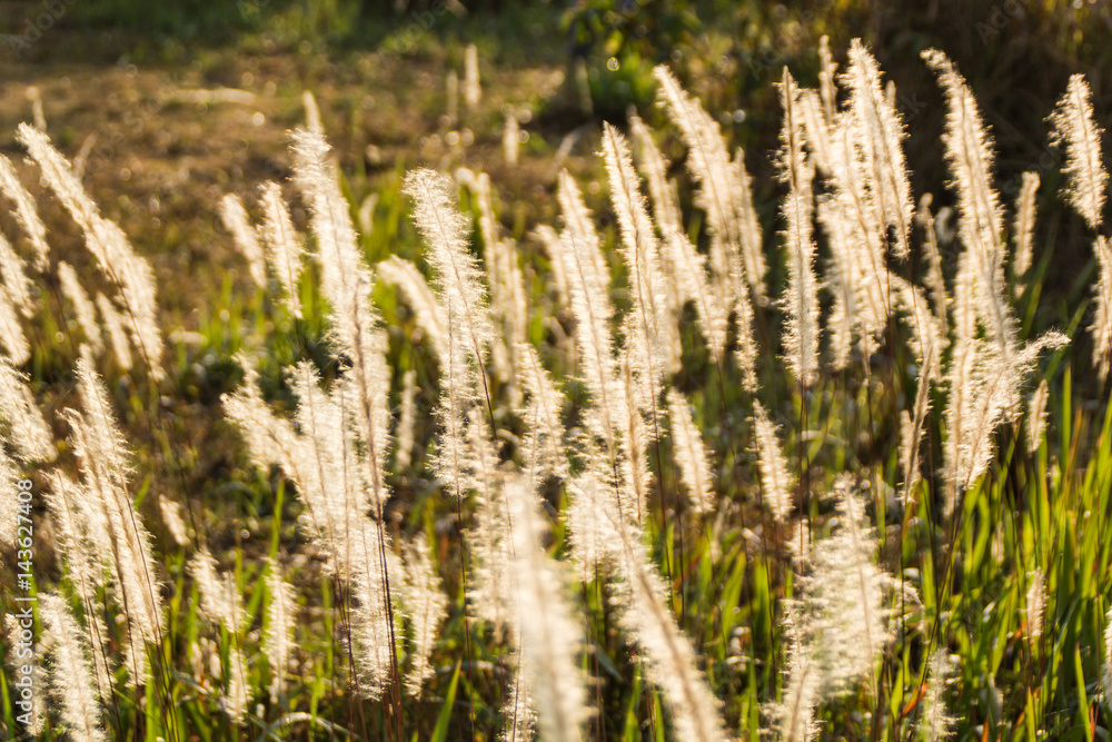 Fototapeta premium Grass flower