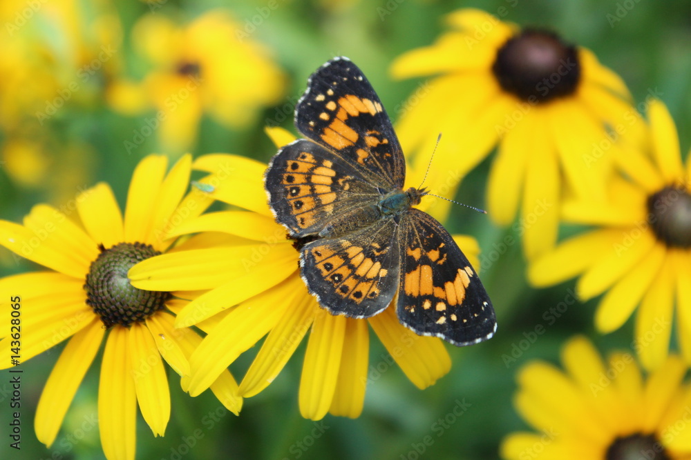 Naklejka premium Butterfly