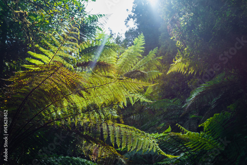 Native New Zealand Silver Tree Ferns  moving in the wind in a sub-tropical rain-forest. The Silver Fern is a national symbol of New Zealand.