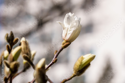 white magnolia flower bloom in spring © olegmayorov