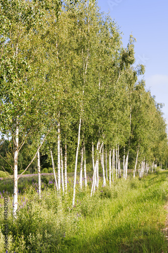 Birch tree forest.