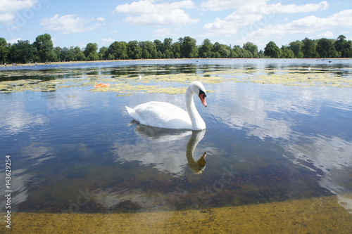 United Kingdom Hyde Park Swan Lake