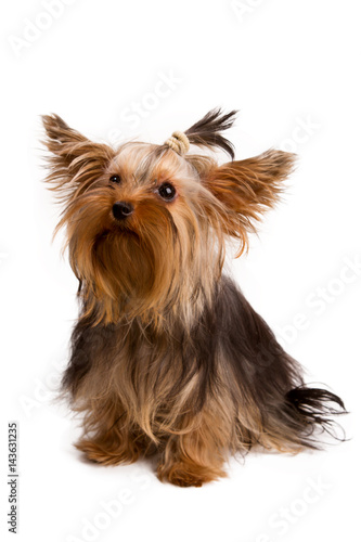 Yorkshire terrier looking at the camera