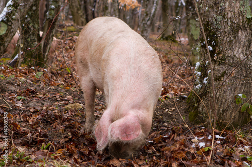 Pig in a mountain forest