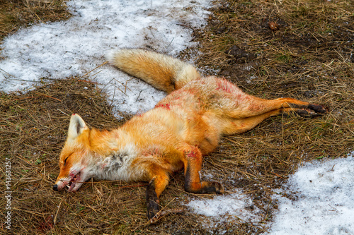 Dead foxes after the hunt