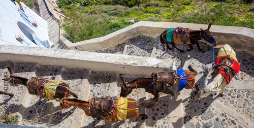 Принти на полотні Santorini island, Greece - Donkeys at Fira village