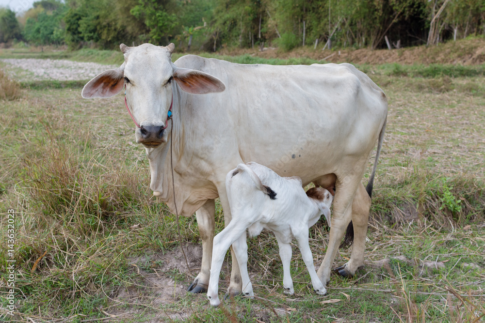 White cow breastfeeding in the field. White cow breastfeeding in the field.