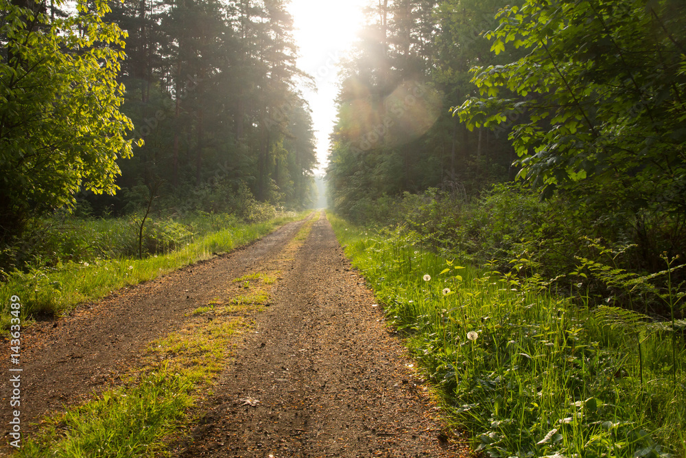 Obraz premium Droga leśna o poranku