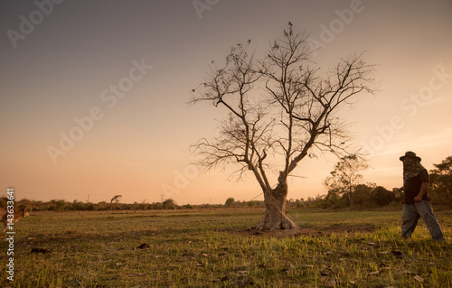 A tree in farm on sunset in Bago city © VIEWFOTO STUDIO