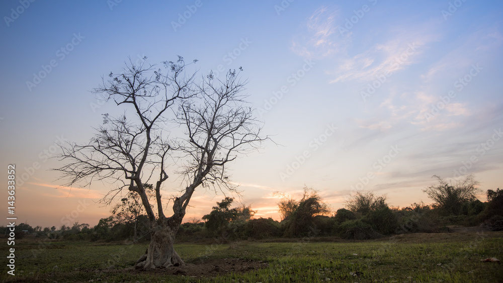 Naklejka premium Silhouettes Tree on farm in Bago city