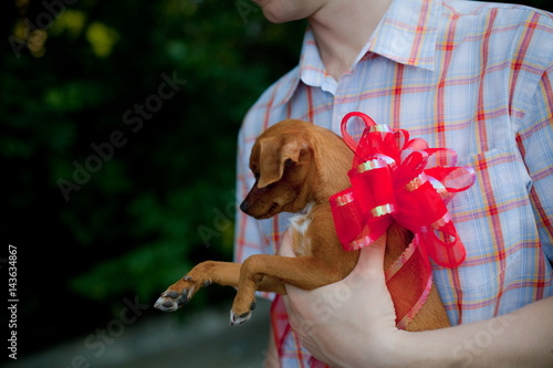 puppy tied with a bow as a gift from men