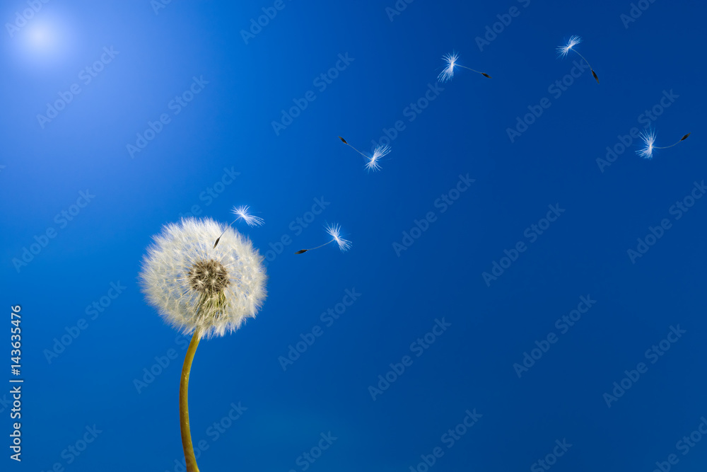 Obraz premium Mniszek lekarski w słońcu uwalniający nasiona.