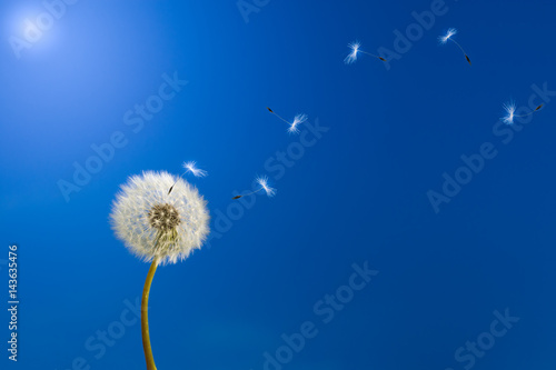 Fototapeta Naklejka Na Ścianę i Meble -  Dandelion in sunlight releasing seeds.