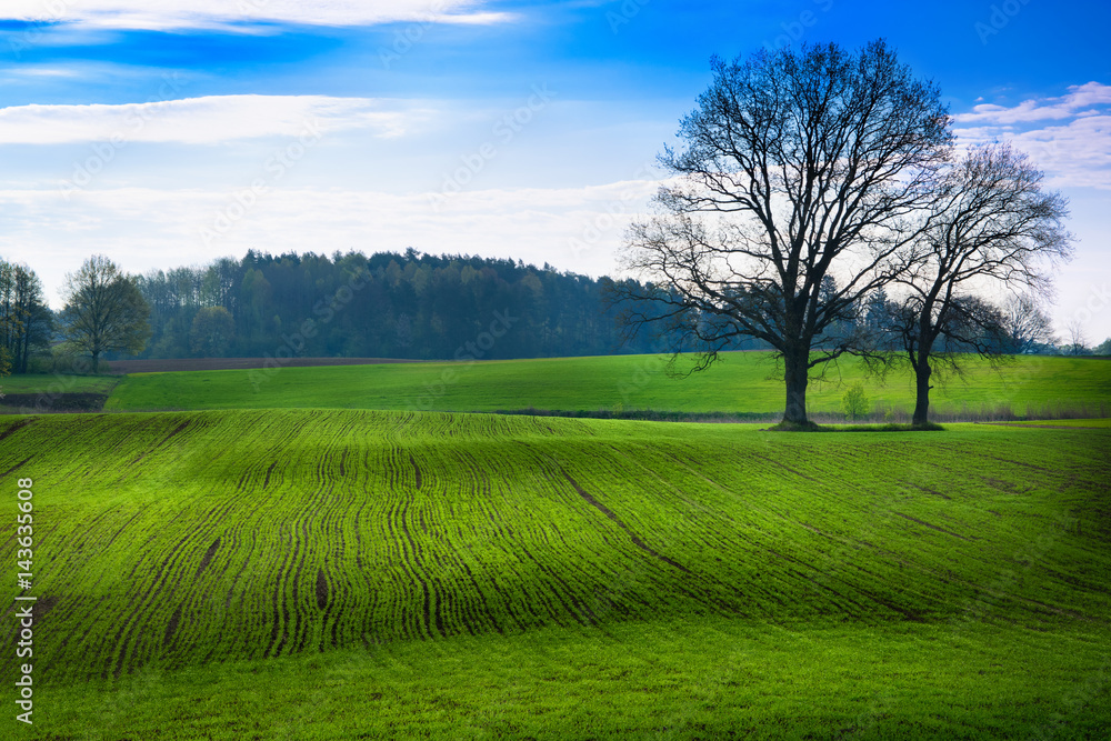 Spring countryside landscape. Oaks growing on the green field. Masuria, Poland.