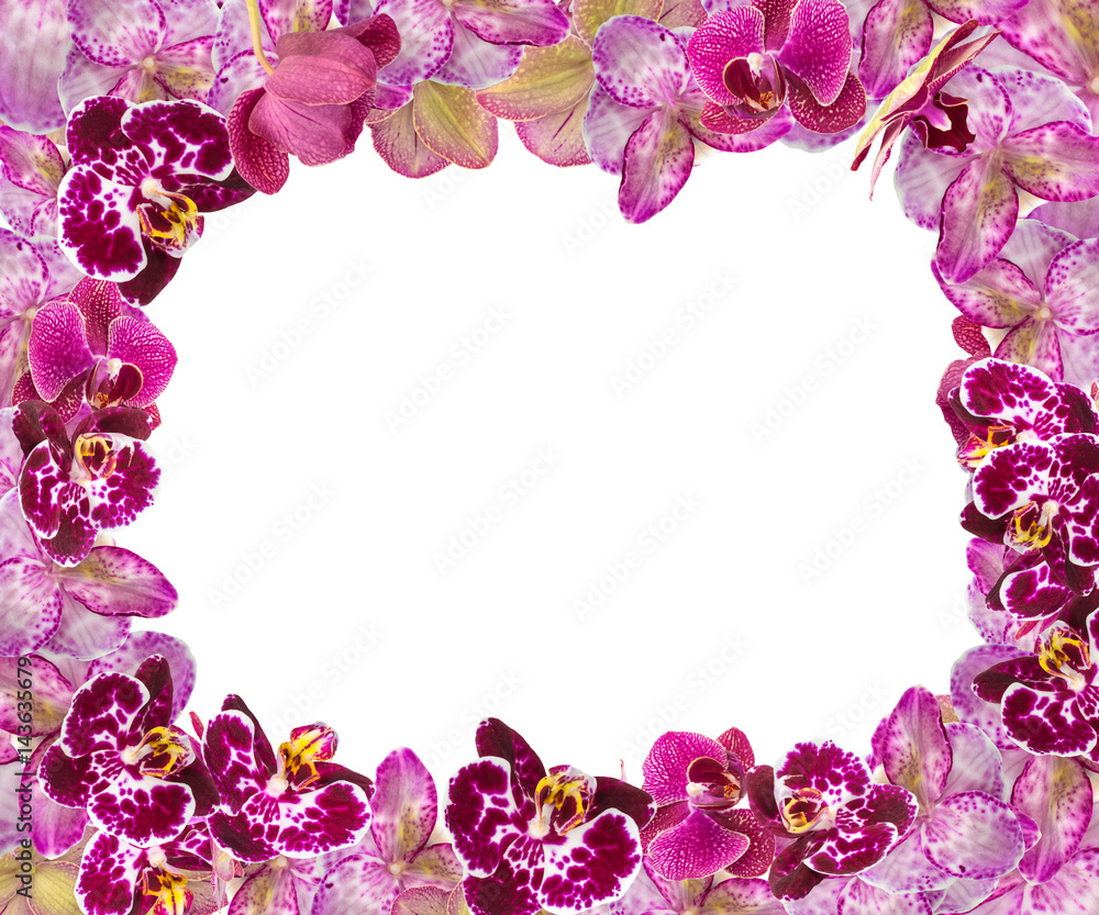 Beautiful Pink Orchids Border for Greeting Card or Lovely Flower Frame Beautiful Pink Orchids Border for Greeting Card or Lovely Flower Frame