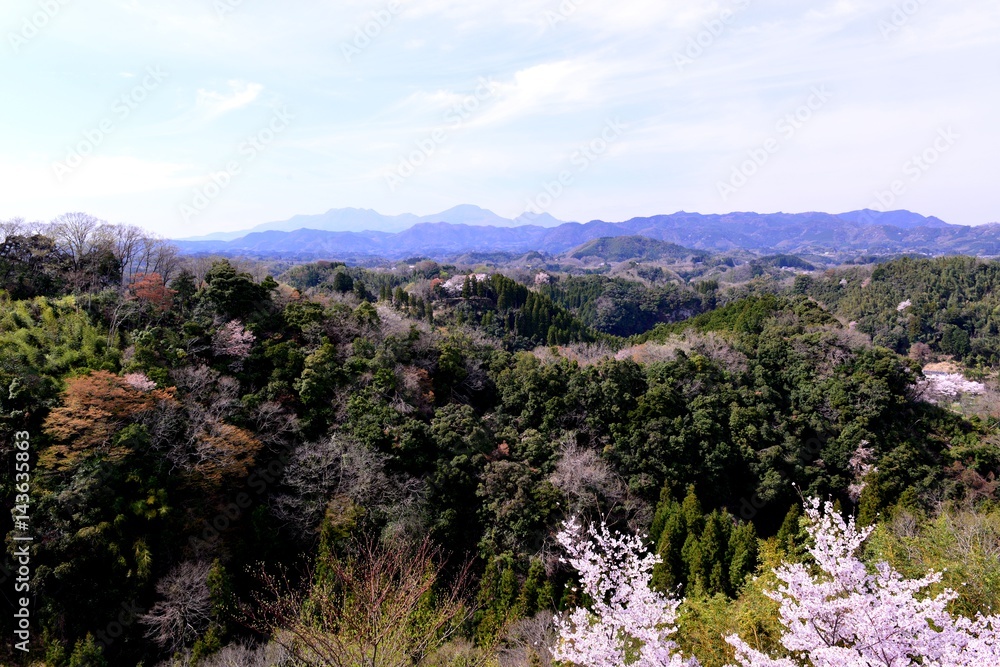 岡城の桜 岡城の桜