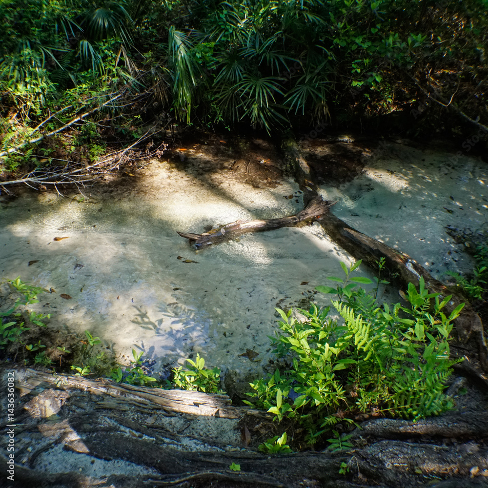 Cracked Tree Bridge