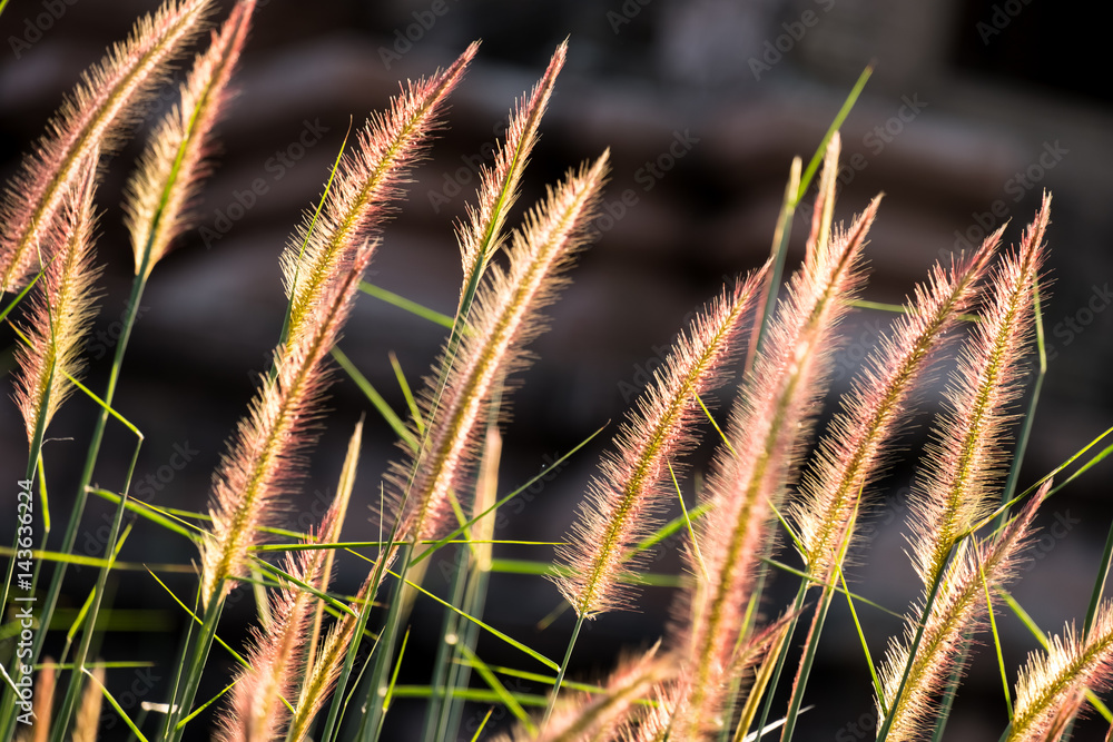 Obraz premium Grass Flower