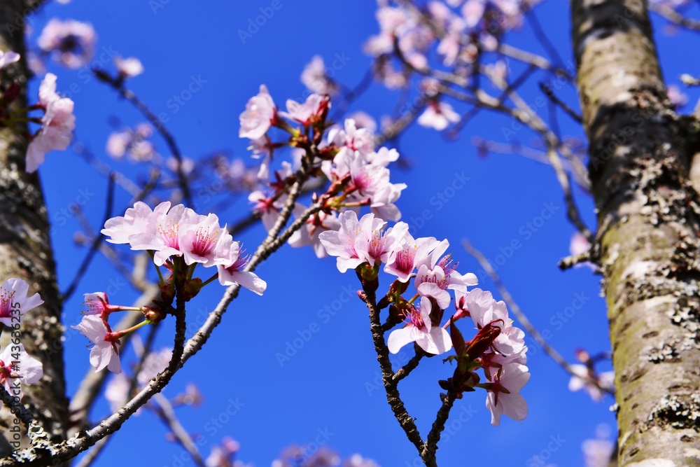 岡城の桜