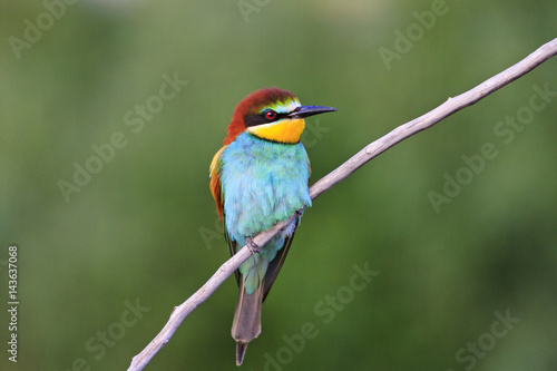 exotic bird sitting on a branch
