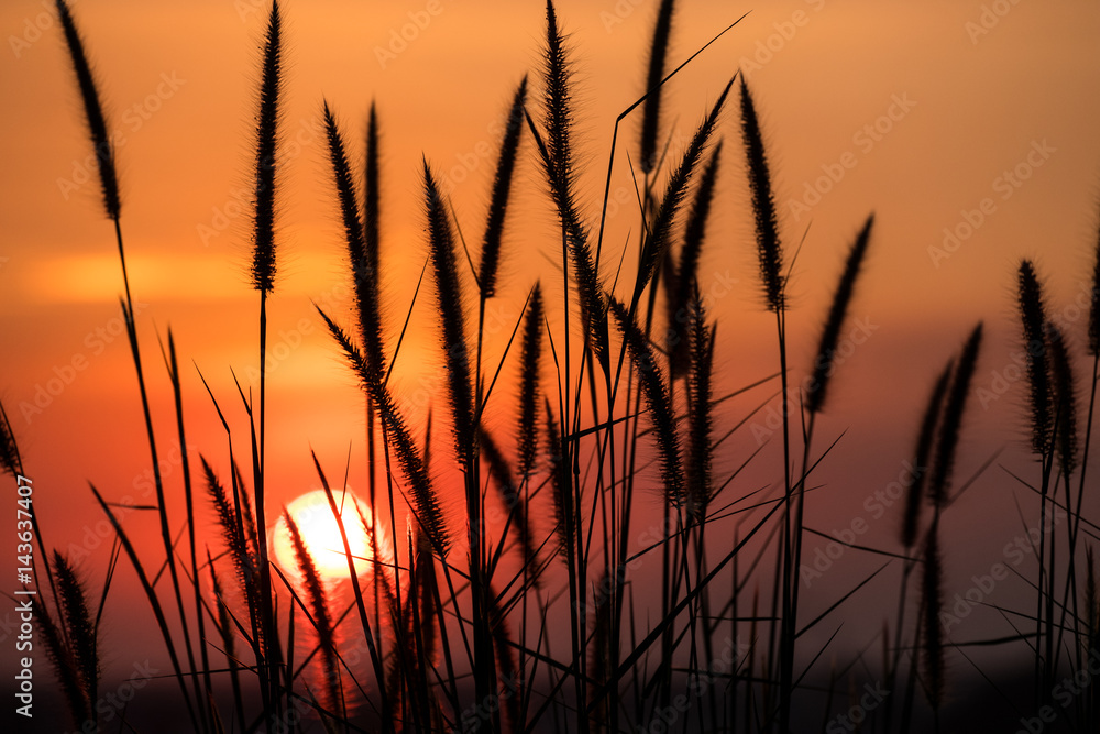 Grass Flower Grass Flower