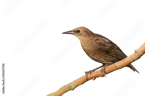 Starling isolated on white