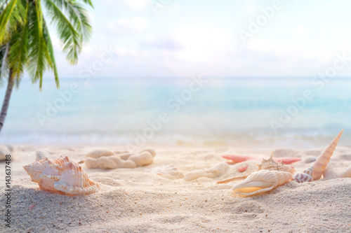 Seaside summer beach with starfish, shells, coral on sandbar and blur sea background. Concept of summertime on beach. vintage color tone.