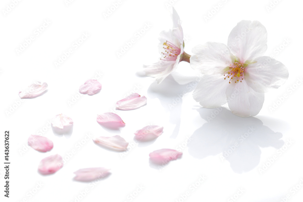 Fototapeta premium Japanese cherry blossom and petals #2