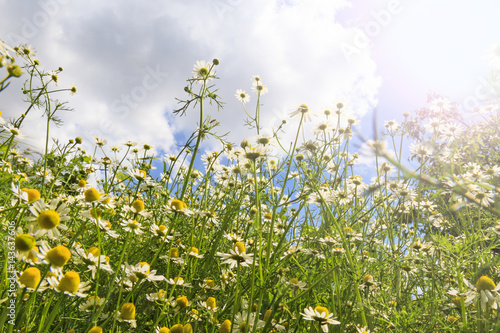 Medical chamomile look upward with sunny hotspot