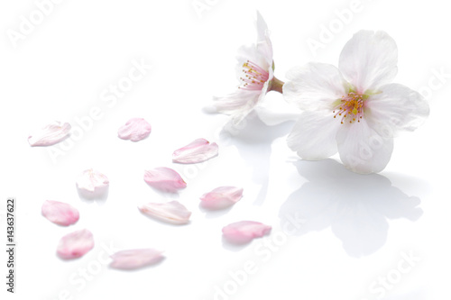 Japanese cherry blossom and petals #2