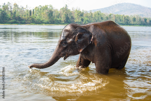  National Preserve and Elephant Training Center Shimoga. .Bathing elephant in the river. Karnataka, India