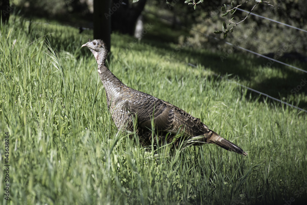 Fototapeta premium Wild Turkey in the Grass