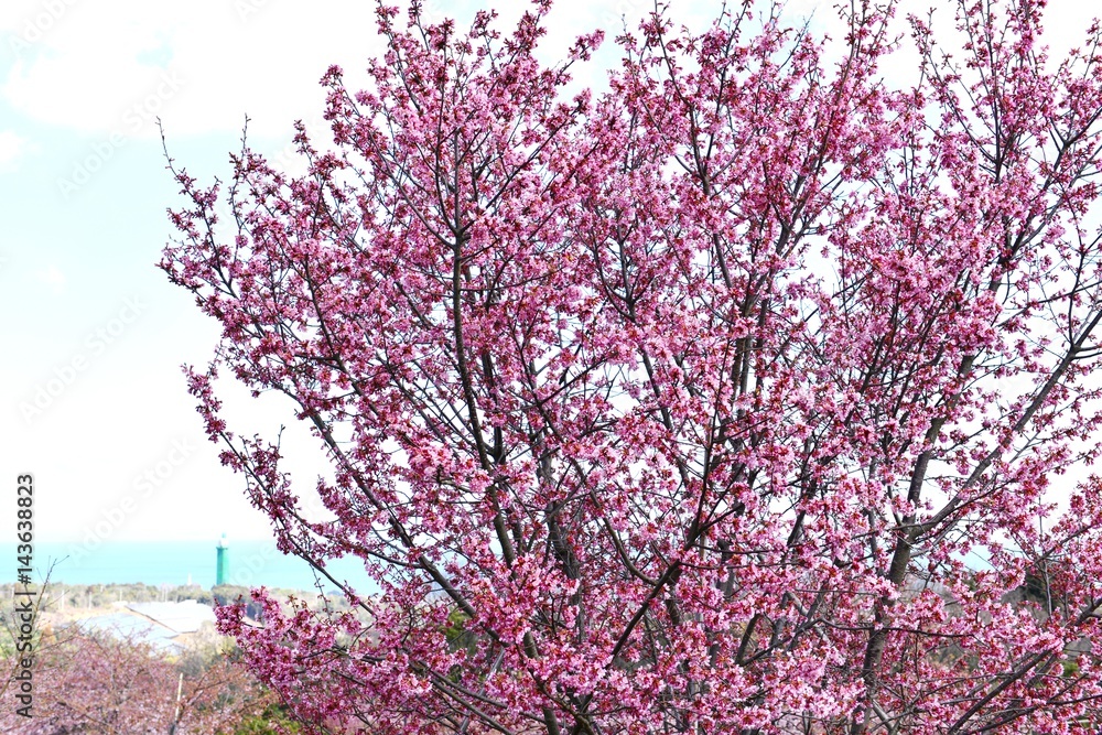 豊前の河津桜 豊前の河津桜