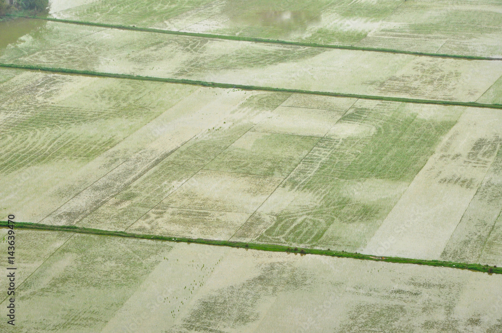 Fototapeta premium Rice fields in Ninh Binh