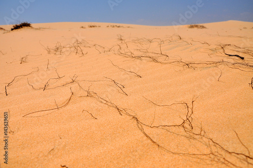 Sand dunes in the desert © salajean