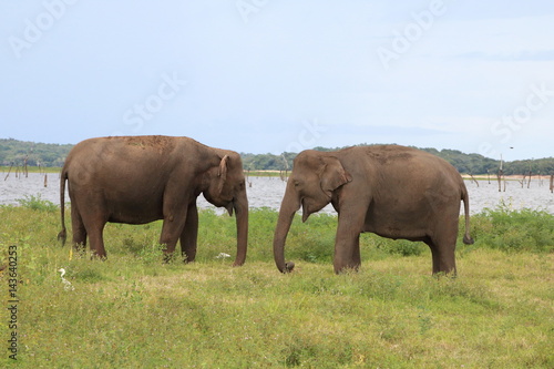 Kaudulla Elephants 3