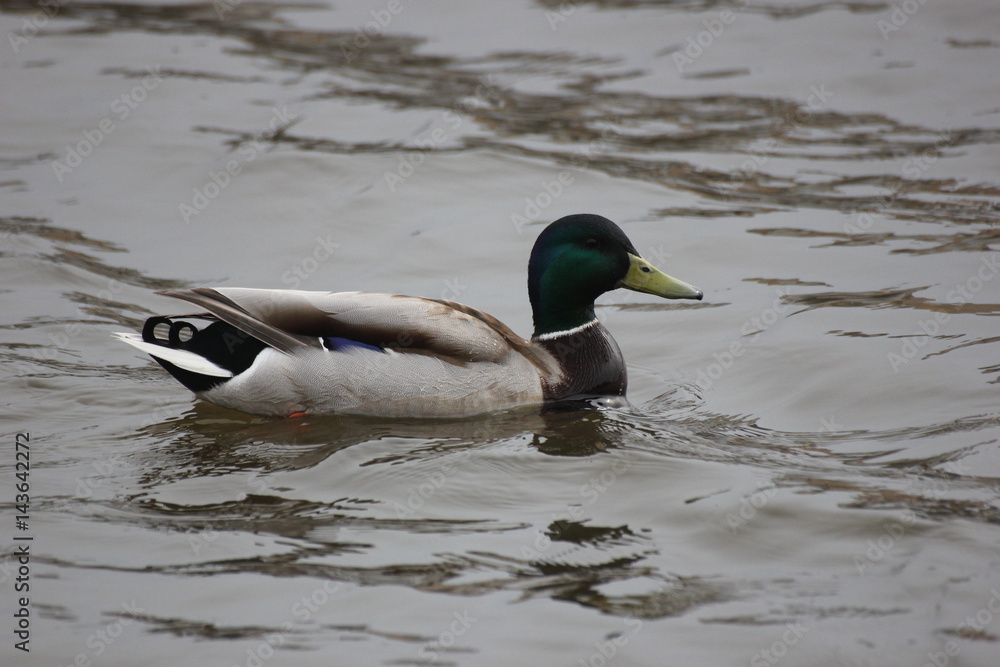 river wild duck swims on the river river wild duck swims on the river