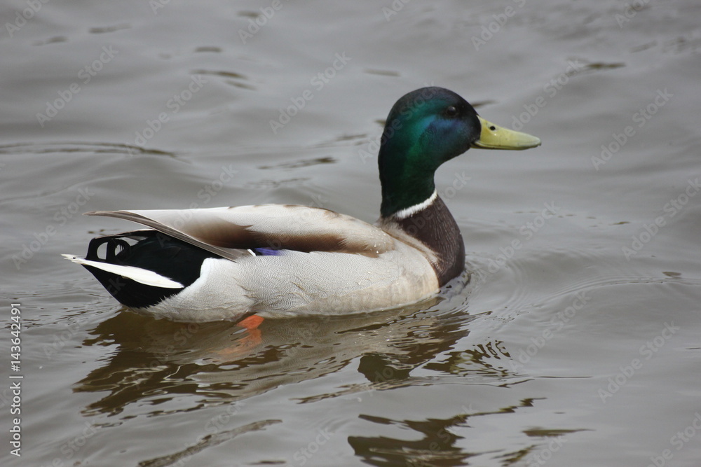 Fototapeta premium river wild duck
