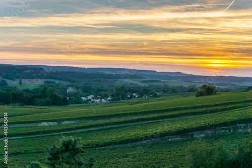 Champagne Vineyards at sunset  Montagne de Reims  France