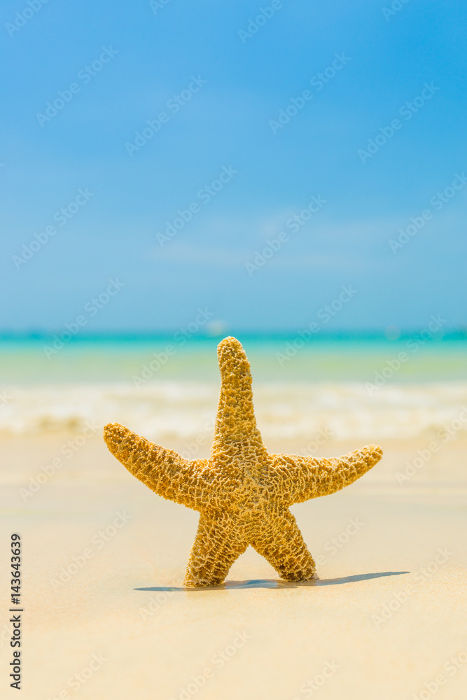 Starfish on the beach on a sunny day Starfish on the beach on a sunny day