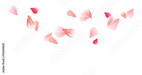 Pink Red flying petals isolated on white background. Sakura Roses petals. Vector 